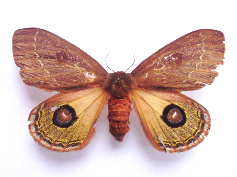 FIGURE 2d FIGURE 2d